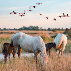Camargue stay